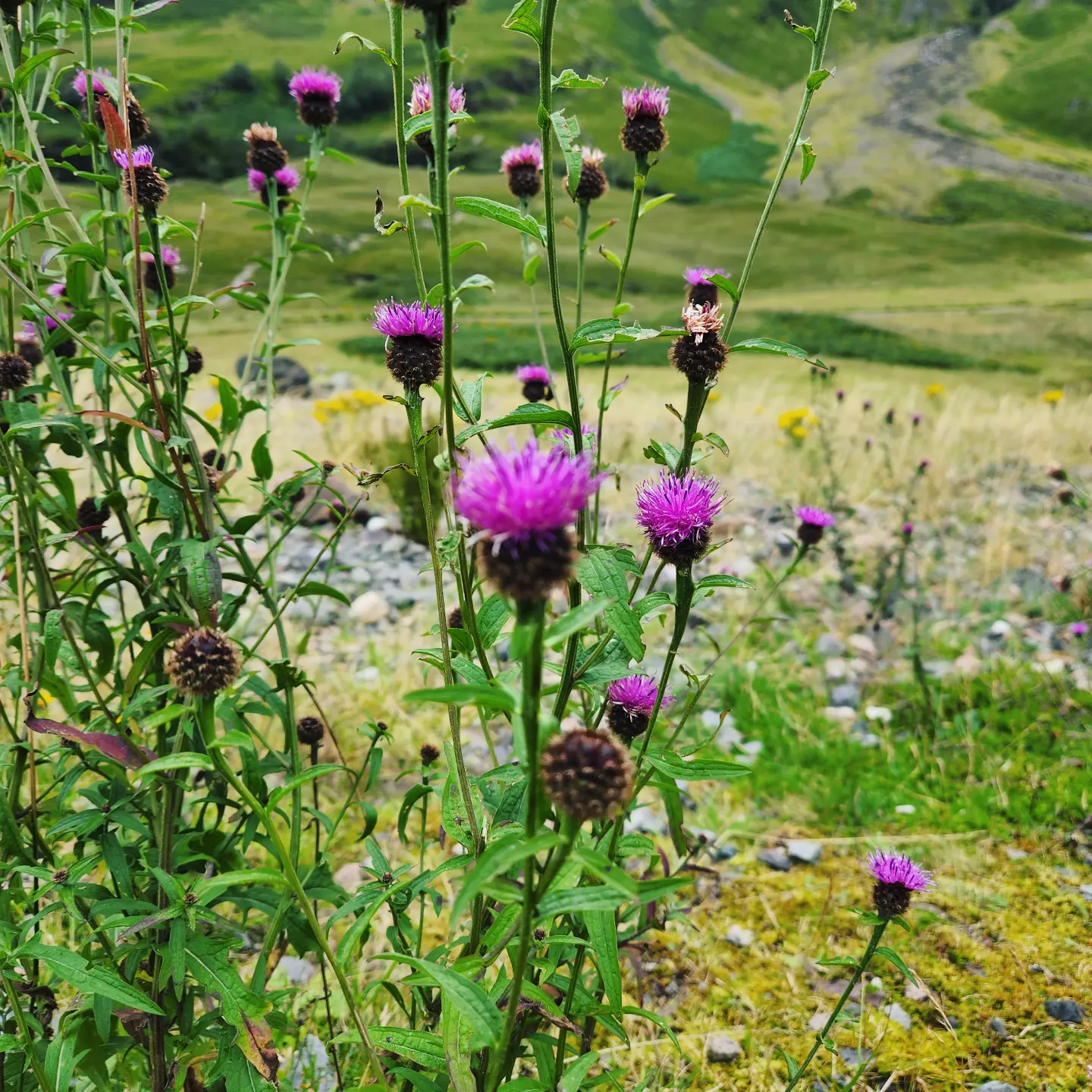 Wild milk thistle